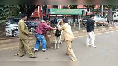 ಬಿಡಾಡಿ ಜಾನುವಾರು ಗೋಶಾಲೆಗೆ