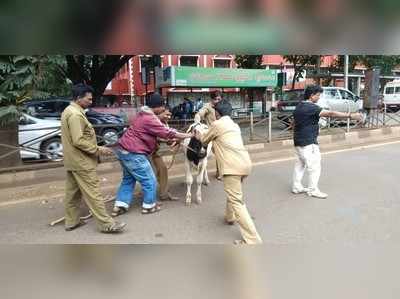 ಬಿಡಾಡಿ ಜಾನುವಾರು ಗೋಶಾಲೆಗೆ