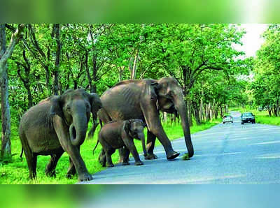 ಬಂಡೀಪುರ ಸಂಚಾರ ನಿರ್ಬಂಧ ತೆರವಿಗೆ ರಾಹುಲ್‌ ಬೆಂಬಲ