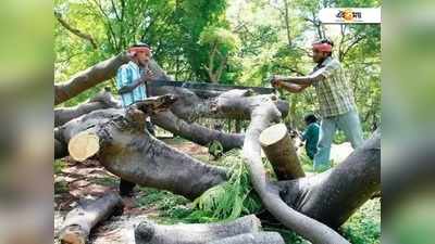 লক্ষ্য উন্নয়ন, গত পাঁচ বছরে ১ কোটিরও বেশি গাছ কাটার অনুমতি কেন্দ্রীয় সরকারের!