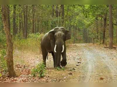 சத்தியமங்கலத்தில் வாகனங்களை துரத்தும் காட்டு யானைகளால் அச்சம்