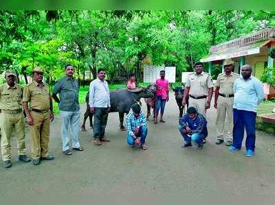 ಎಮ್ಮೆ ಕಳ್ಳತನ: ಇಬ್ಬರ ಬಂಧನ