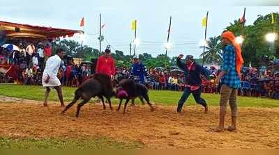 ಮಳೆಯಲ್ಲಿ ಮೈನವಿರೇಳಿಸಿದ ಕುರಿ ಕಾಳಗ