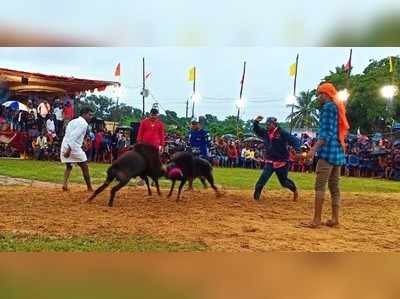 ಮಳೆಯಲ್ಲಿ ಮೈನವಿರೇಳಿಸಿದ ಕುರಿ ಕಾಳಗ