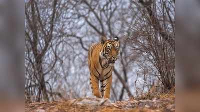 विश्‍व बाघ दिवस: संख्‍या तो बढ़ी पर अभी भी खतरे में है जंगल का राजा