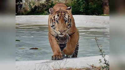 अंतरराष्ट्रीय बाघ दिवसः टाइगर देखना है तो यहां जाने का बनाएं प्लान