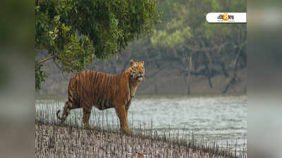 একসময়ের চোরাশিকারীই এখন রক্ষাকর্তা, বাঘ ফিরেছে বিদর্ভের এই জঙ্গলে!