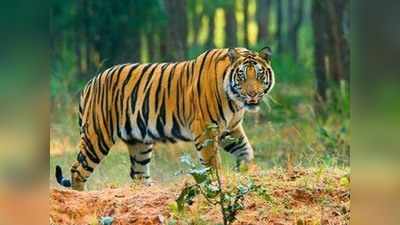 उत्तराखंड: बाघों का कुनबा बढ़ा, संख्या पहुंची 442 के पार