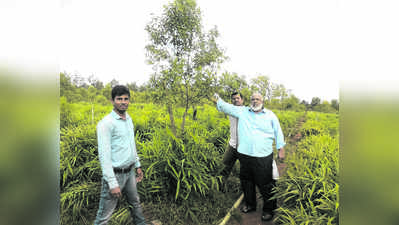 ಶ್ರೀಗಂಧದ ತೋಟದಲ್ಲಿ ಉಪ ಬೆಳೆಗಳ ವರಮಾನ