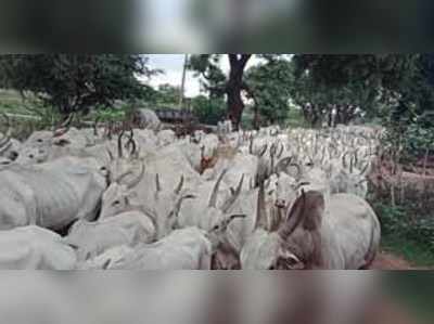 ಮೇವಿಗಾಗಿ ಜಾನುವಾರುಗಳು ಗುಳೆ !