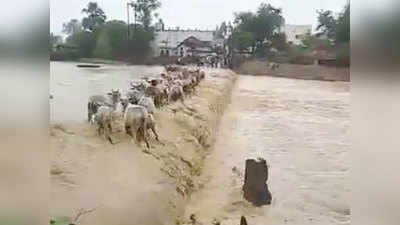 चंद्रपूरमध्ये नाल्यावरून ७ गाई वाहून गेल्या