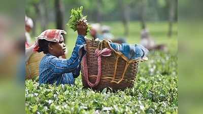 असम चाय का नया रेकॉर्ड, एक किलो चाय की कीमत लगी 50 हजार