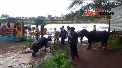 ಬೆಳಗಾವಿಯಲ್ಲಿ ಎಡೆಬಿಡದೆ ಸುರಿಯುತ್ತಿರುವ ಮಳೆ: ಮಾಂಜರಿ ಗ್ರಾಮ ಜಲಾವೃತ