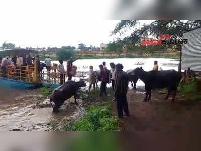 ಬೆಳಗಾವಿಯಲ್ಲಿ ಎಡೆಬಿಡದೆ ಸುರಿಯುತ್ತಿರುವ ಮಳೆ: ಮಾಂಜರಿ ಗ್ರಾಮ ಜಲಾವೃತ