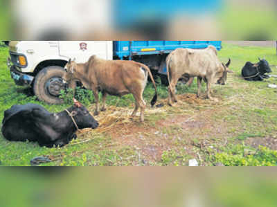 ಅಕ್ರಮ ಸಾಗಣೆ: 7 ಜಾನುವಾರು ವಶ