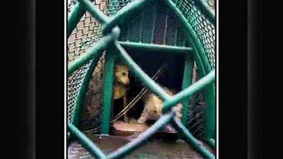 गजब: कुत्ते को दौड़ाते हुए शौचालय में बंद हुआ तेंदुआ, 2 घंटे रहे बंद फिर भी कुत्ते को नहीं आई खरोंच