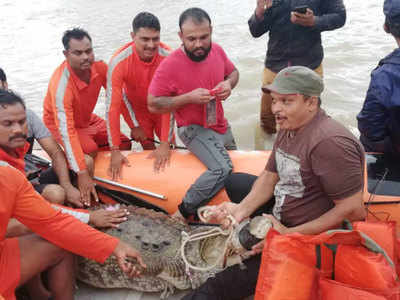 वडोदरा: बाढ़ के पानी में घर तक पहुंच रहे मगरमच्छ, लोगों में दहशत