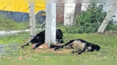 ವಿದ್ಯುತ್‌ ತಗುಲಿ ಕುರಿಗಳು ಬಲಿ