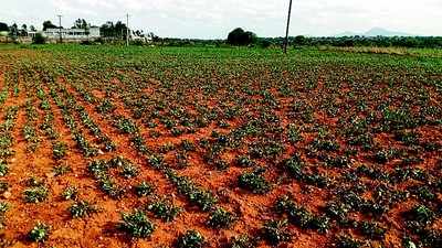 ಮಳೆ ಕೊರತೆಯಿಂದ ನೆಲಕಚ್ಚಿದ ಕಡಲೆ