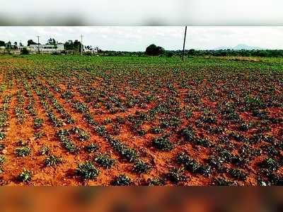 ಮಳೆ ಕೊರತೆಯಿಂದ ನೆಲಕಚ್ಚಿದ ಕಡಲೆ