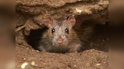 चूहे का काटना नजरअंदाज करना पड़ा भारी, आई ऑपरेशन की नौबत