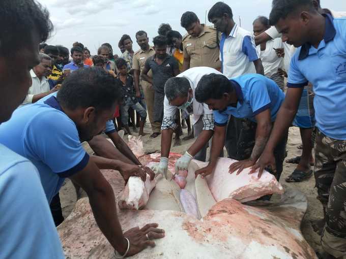 Dead Whale shark