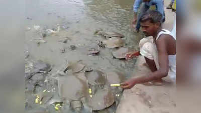 हरदोई: इस कछुआ तालाब में हैं हजारों कछुए!