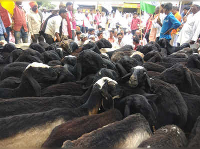 तहसील कार्यालयात मेंढ्या आणून आंदोलन