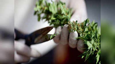Cannabis से व्यक्ति में बढ़ता है स्किट्सफ्रीनिया का खतरा