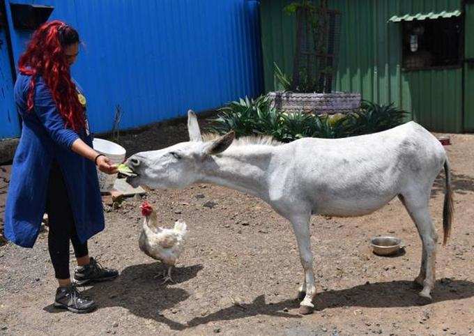 india-animal-donkey