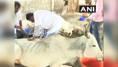 आंध्र प्रदेश: गोशाले में 98 गायों की संदिग्ध मौत से हड़कंप, पोस्टमॉर्टम रिपोर्ट आने के बाद होगा ऐक्शन