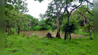 ಬಂಡೀಪುರ ಕೆರೆ, ಕಟ್ಟೆಗಳಲ್ಲಿ ಸಮೃದ್ಧ ನೀರು