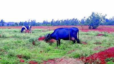 ಮಾಯವಾದ ಮುಂಗಾರು, ಹಸಿರು ಮೇವಿಗೆ ಕೊಸರು