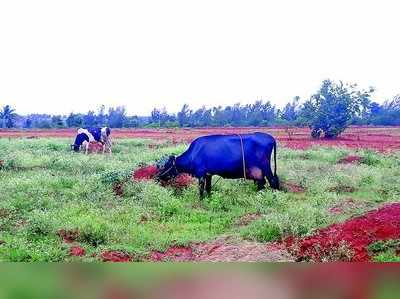 ಮಾಯವಾದ ಮುಂಗಾರು, ಹಸಿರು ಮೇವಿಗೆ ಕೊಸರು