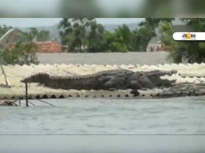 শুধু গুজরাত নয়, কর্নাটকেও বন্যার জেরে বাড়ির ছাদে কুমির!