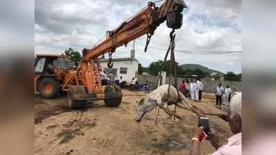 ఆవుల మరణాలు.. మీడియాపై దుష్ప్రచారం.. ఓ జర్నలిస్ట్ ఆవేదన