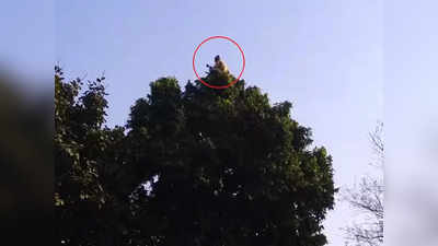 बहराइच: बंदरिया बाबा के आगे बेबस पुलिस, पेड़ के शिखर पर गुजारते हैं रात