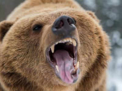 Bear Eats Man: ఎలుగుబంటి చంపేస్తోందంటూ భార్యతో జోక్.. చివరికి అదే నిజమైంది!