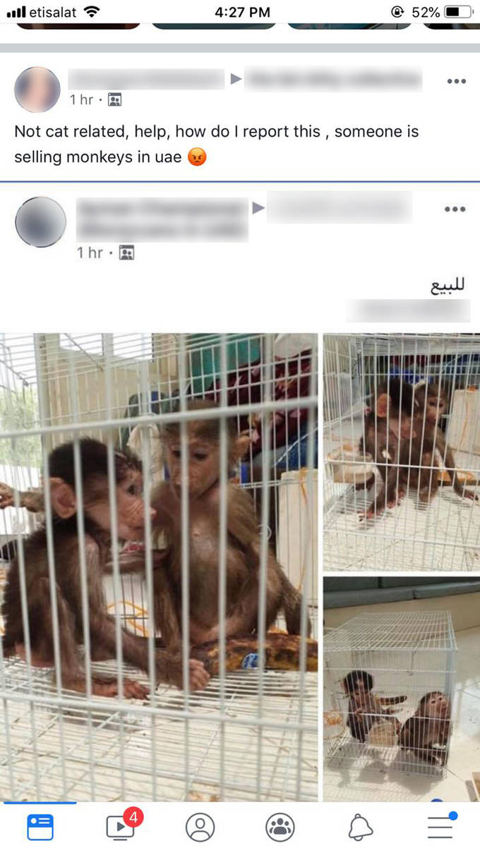 monkey uae