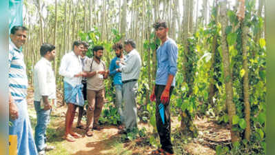 ಹಾಳಾದ ಎಲೆ ಬಳ್ಳಿ: ಅಧಿಕಾರಿಗಳ ಪರಿಶೀಲನೆ