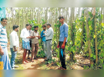 ಹಾಳಾದ ಎಲೆ ಬಳ್ಳಿ: ಅಧಿಕಾರಿಗಳ ಪರಿಶೀಲನೆ