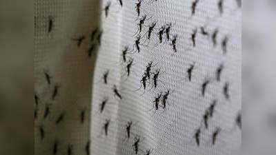 विश्व मच्छर दिवस: इन घरेलू चीजों की गंध से दूर भागेंगे मच्छर