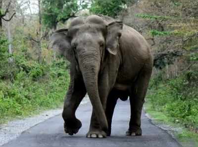 கோவை அருகே ஒற்றை காட்டுயானை தாக்கியதில் 2 நாட்களில் இருவர் உயிரிழப்பு!