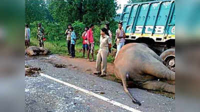पहले ट्रक, फिर बस से टक्कर, NH-20 पर 3 हाथियों की मौत
