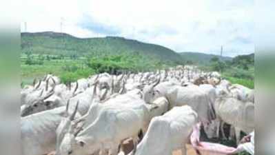 ವಾಪಸ್‌ ಊರಿನತ್ತ ಗೋವುಗಳು