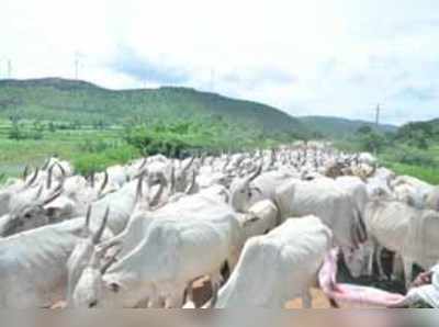 ವಾಪಸ್‌ ಊರಿನತ್ತ ಗೋವುಗಳು