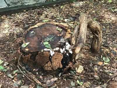 बेकायदा वृक्षतोडीप्रकरणी गुन्हा दाखल करण्याची मागणी