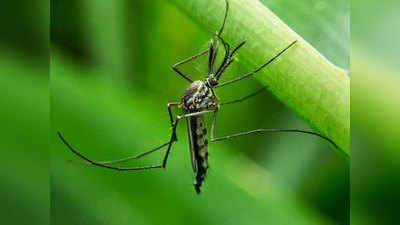 सिर्फ दिन में नहीं काटते हैं Dengue के मच्छर? ये हैं इस बीमारी से जुड़े 5 मिथक