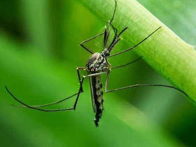 सिर्फ दिन में नहीं काटते हैं Dengue के मच्छर? ये हैं इस बीमारी से जुड़े 5 मिथक