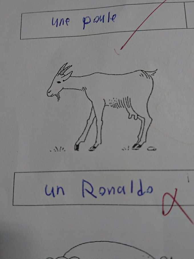 goat 1